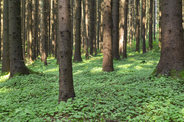 灰黑色的松林景象和绿色的草地。背景松林与绿草。聚焦前景，模糊背景。图片下载