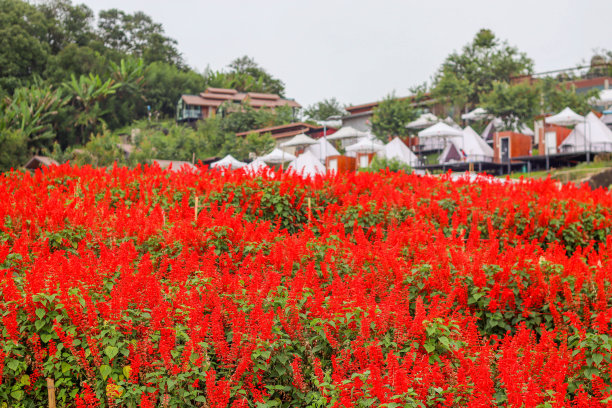 花园和露营图片下载