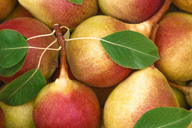 熟梨，大群，健康食品，宏。图片下载