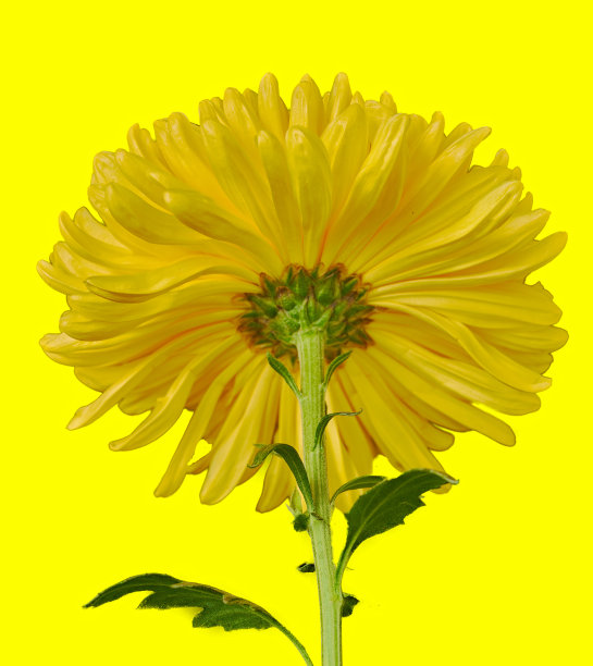 黄色的菊花生长在黄色的背景上图片下载