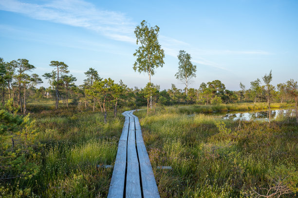 尤尔马拉克梅里国家公园的沼泽。图片下载
