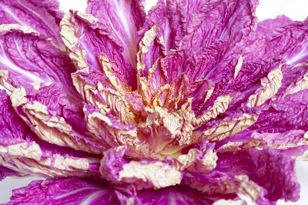 白色底紫丁香色的北京白菜图片下载