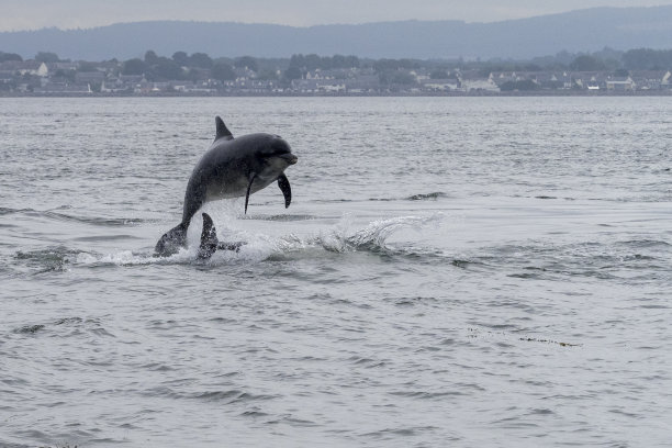苏格兰查纳利角，海豚在海面上跳跃图片下载