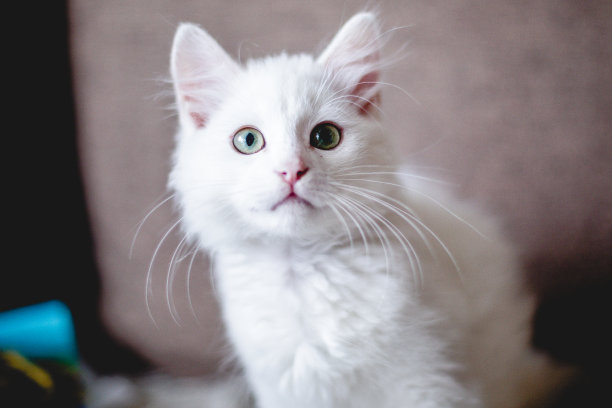 室内漂亮的白猫肖像。小猫在房间里玩耍。家畜概念摄影，宠物图片。图片下载