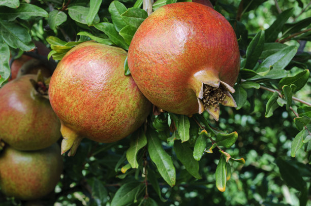 树上成熟的石榴特写图片下载