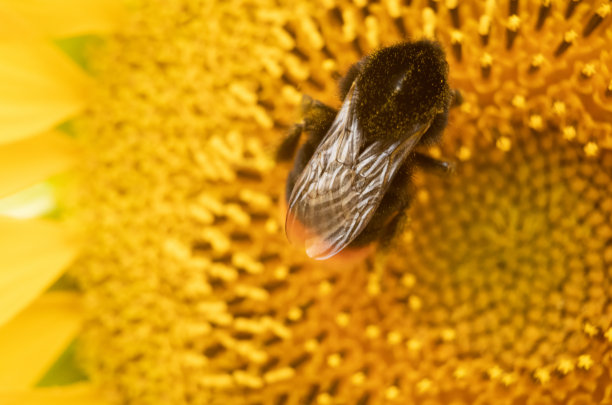 大黄蜂在向日葵头上采集花粉的特写图片下载