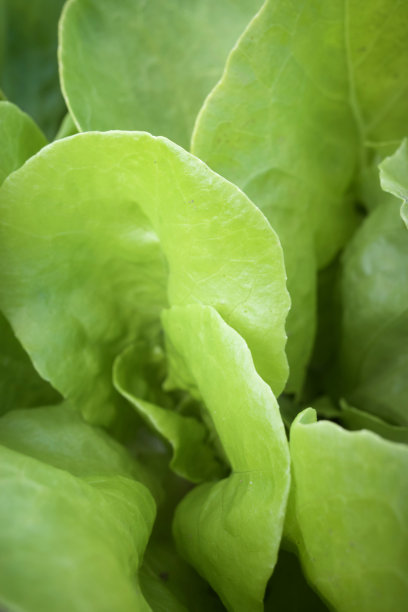 有机Butterhead莴苣图案图片下载