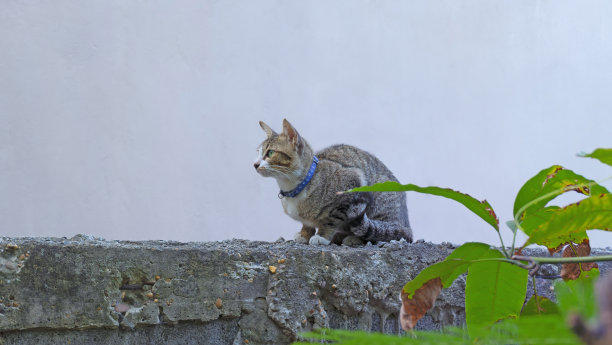 猫坐在墙上，在建筑墙壁的背景下凝视着前方。图片下载
