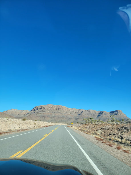 沙漠中的森林图片下载