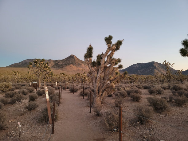 沙漠中的森林图片下载