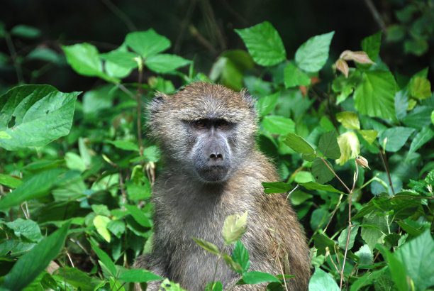 小狒狒，阿鲁沙国家公园图片下载