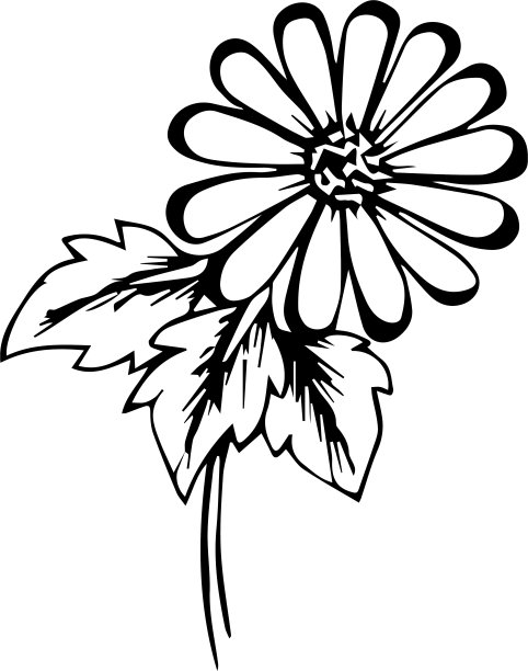 黛西花的手绘和素描图片下载