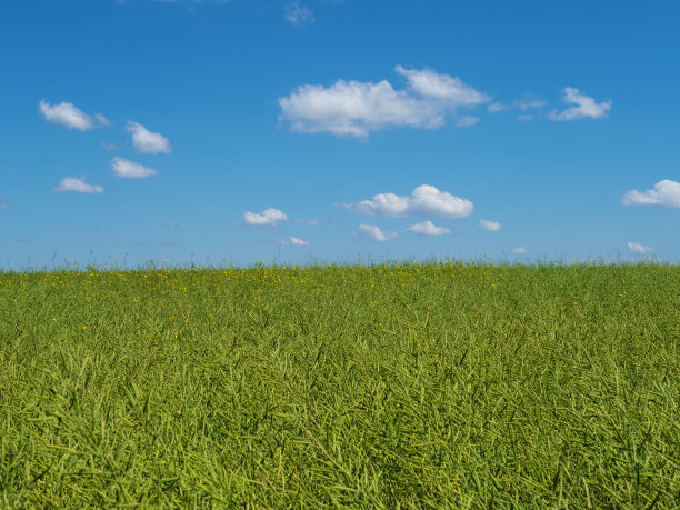 菜籽田映衬着蓝天。粮食危机。设计元素图片下载