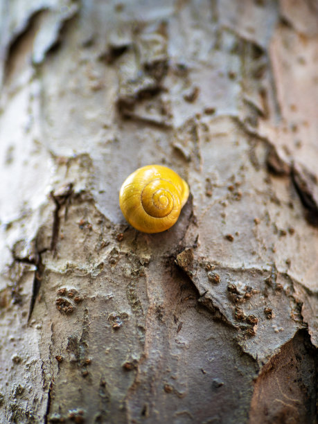 Cepaea hortensis。树干上的花园蜗牛图片下载
