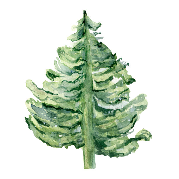 圣诞树水彩插图孤立在白色背景。图片下载