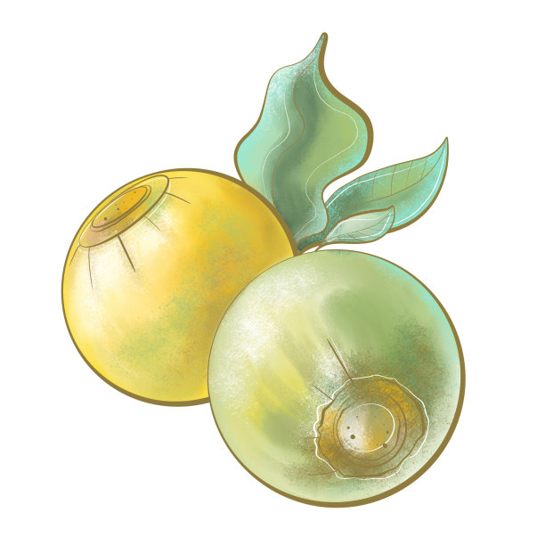 彩色植物学插图非洲植物wangeria水果水果特写与叶子设计元素图片下载
