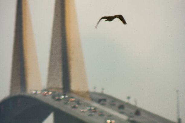 桥梁和鸟图片下载