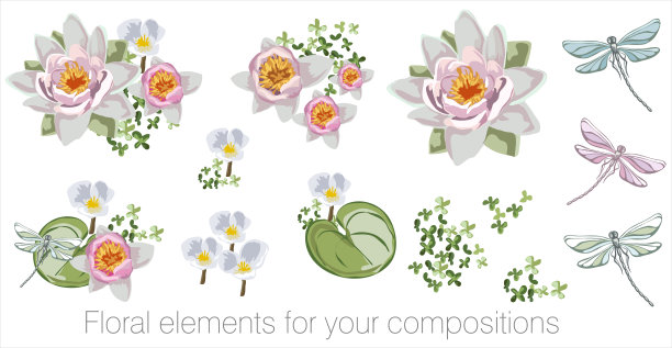向量花集叶子和花。你的作文元素，贺卡或婚礼请柬。玫瑰，荷花，睡莲，蜻蜓图片下载