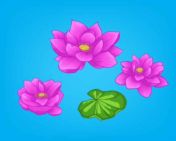 粉红色的莲花在蓝色的背景图片下载