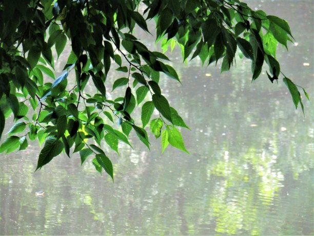 日本。五月在池塘。的印象。图片下载