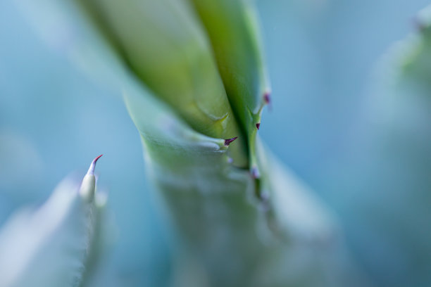 宏纹理龙舌兰图片下载