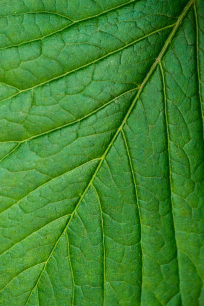 绿叶的特写镜头图片下载