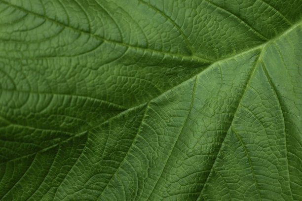 绿叶特写图片下载