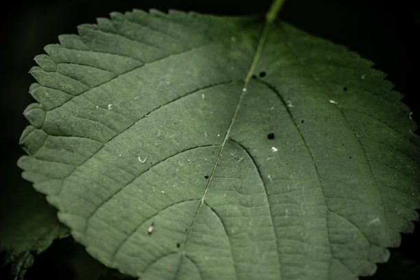 特写镜头的叶子图片下载