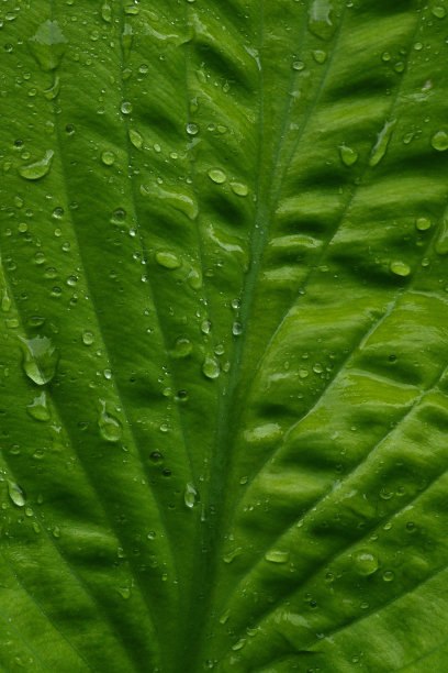 纹理叶片上的雨滴图片下载