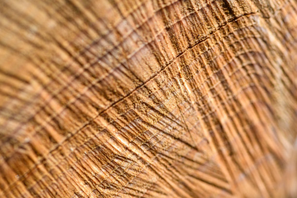 抽象的自然宏观背景:树干图片下载