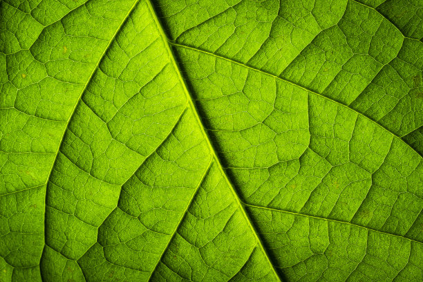 宏观摄影:绿色植物叶子的背光特写图片下载