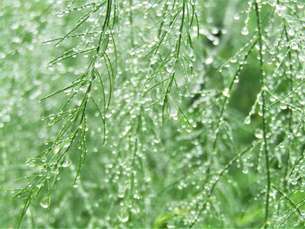 日本。7月。多雨的季节。自然背景。图片下载