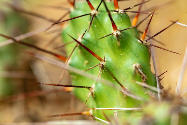 脆刺梨仙人掌-西科罗拉多户外美国西南自然环境纹理和背景宏观自然照片系列图片下载