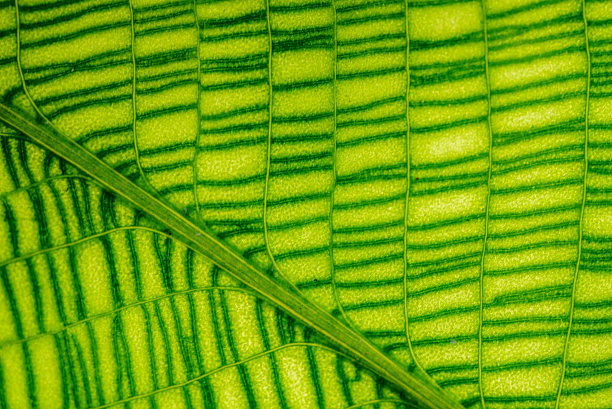 近宏细节照片的自然绿叶与水滴。图片下载