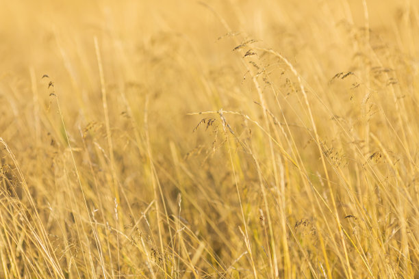 干燥的黄色草的纹理特写。自然背景。图片下载