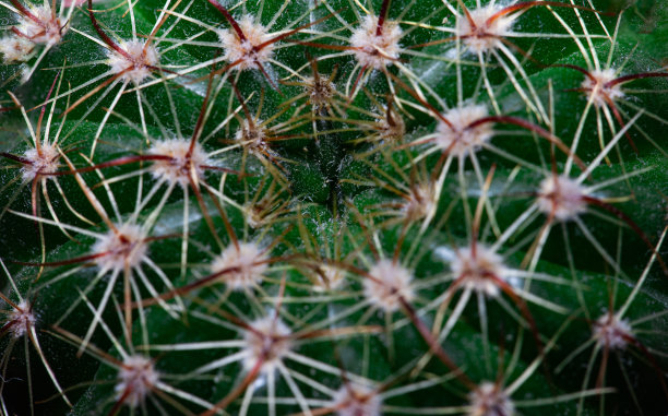 仙人掌的纹理图片下载