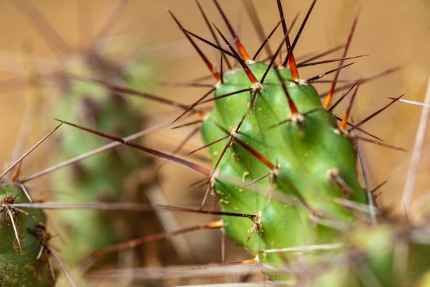 脆刺梨仙人掌-西科罗拉多户外美国西南自然环境纹理和背景宏观自然照片系列图片下载