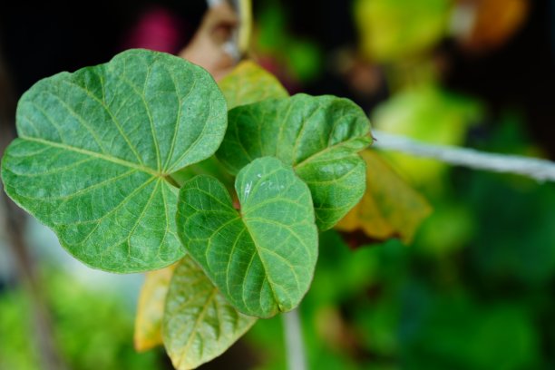 ๋日本红薯叶图片下载