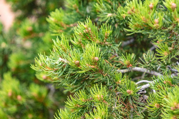 矮松树枝-西科罗拉多户外美国西南自然环境纹理和背景宏观自然照片系列图片下载