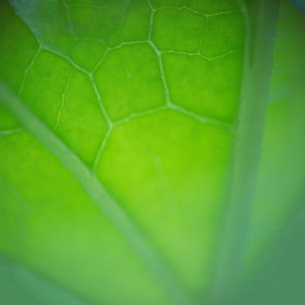 西瓜叶。图片下载