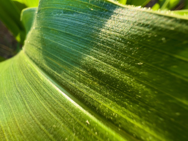 田野玉米茎叶-西科罗拉多户外美国西南自然环境纹理和背景宏观自然照片系列图片下载
