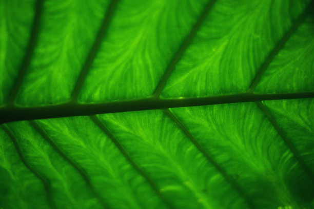 热带树叶图片下载