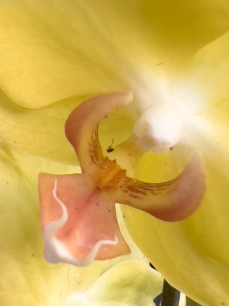 宏黄色兰花图片下载