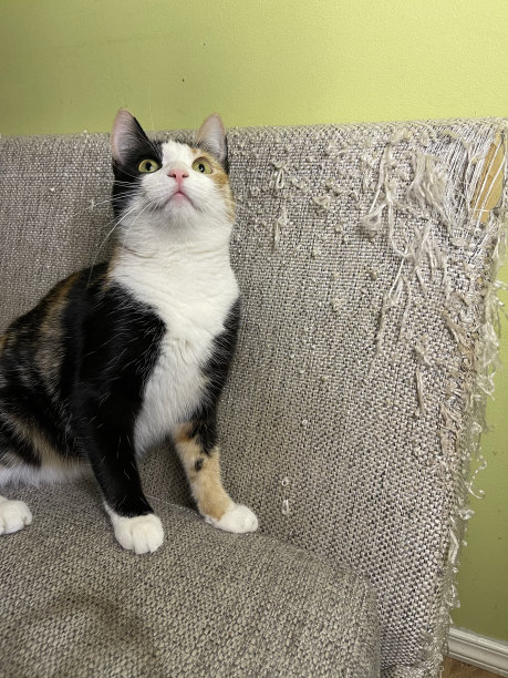 三色猫图片下载