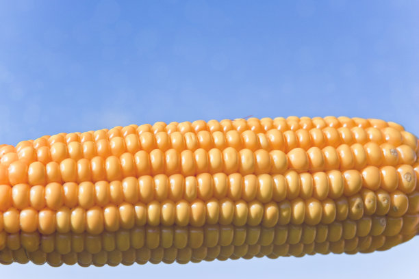 炮击玉米棒图片下载