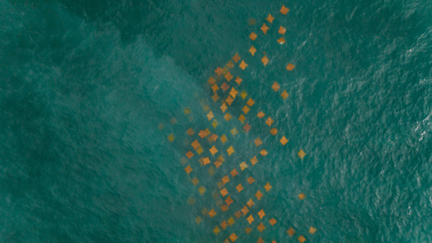 海中黄貂鱼的俯视图图片下载