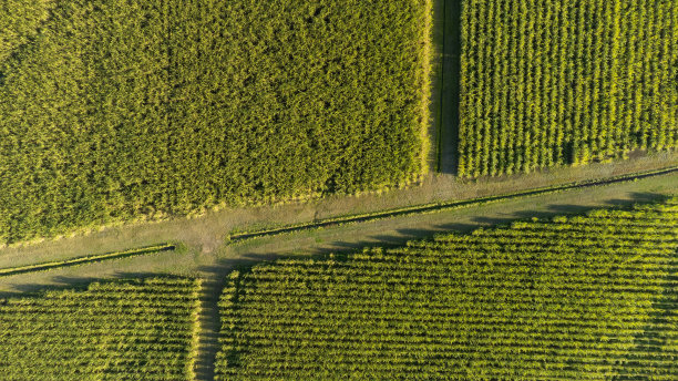 甘蔗农场鸟瞰图图片下载