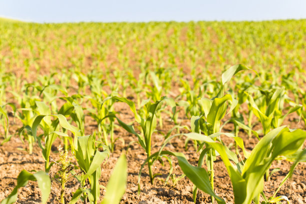 种植玉米的田地图片下载