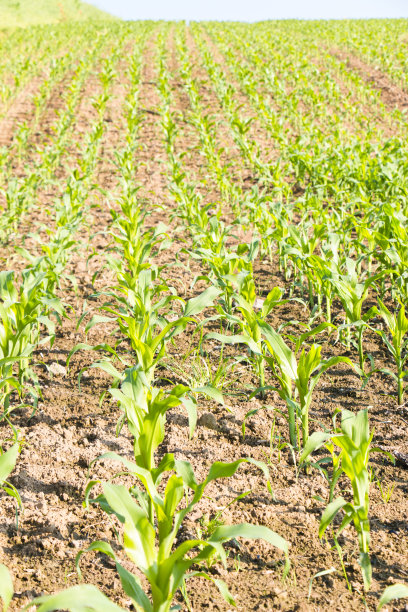种着玉米幼苗的田地图片下载