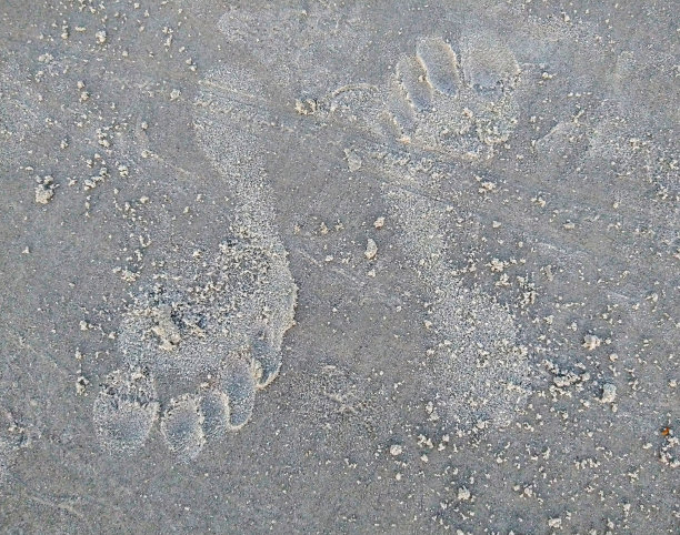 沙滩沙滩上的双脚印图片下载